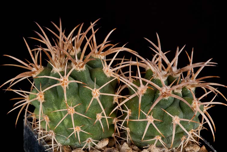 Gymnocalycium hybopleurum VS 121